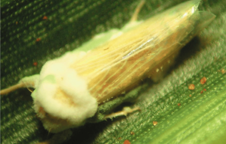 cigarrinha na folha de milho coberta por camada de defensivo biológico