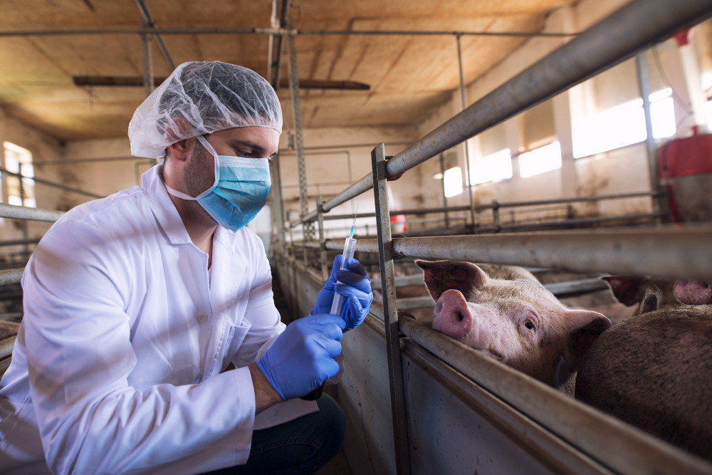 Produtos Veterinários - veterinario-em-fazenda-de-gado-se-preparando-para-dar-uma-injecao-de-medicamento-para-vacinacao-aos-porcos-na-fazenda-de-porcos